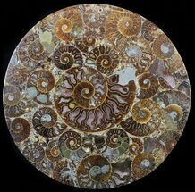 Plate Made Of Agatized Ammonite Fossils #57727