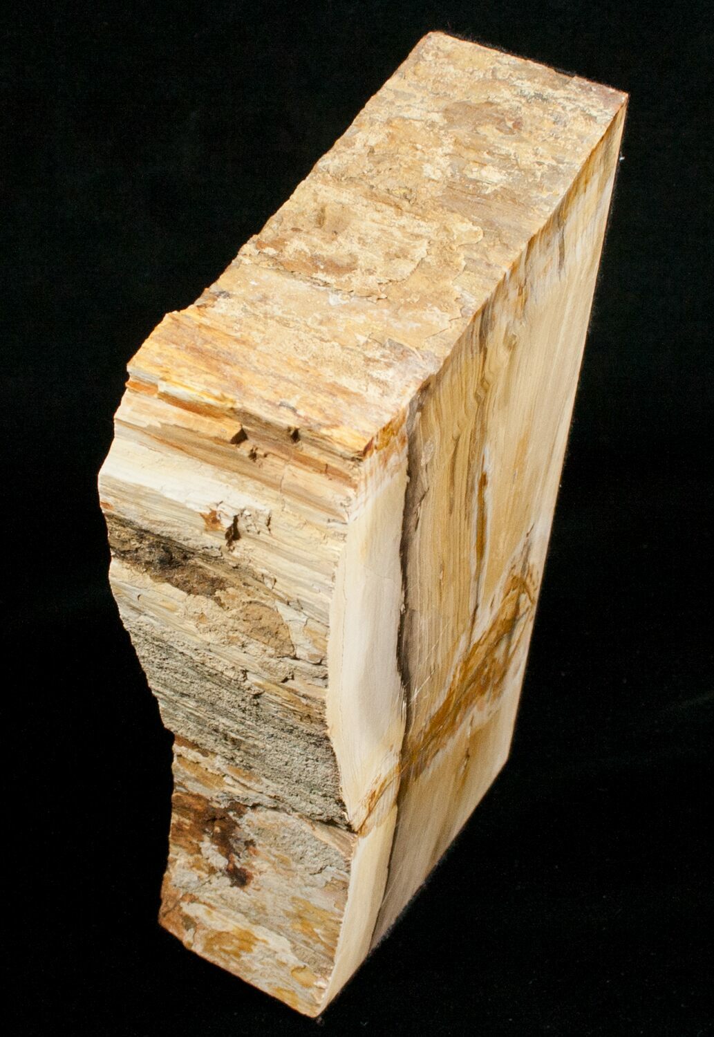 petrified wood bookends