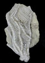 Detailed Fossil Crinoid (Aphelecrinus) - Alabama #58262