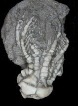 Detailed Fossil Crinoid (Pentaramicrinus) - Alabama #58267