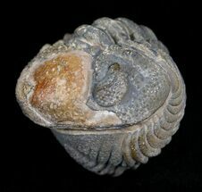 Enrolled Phacops Trilobite from Morocco #5084