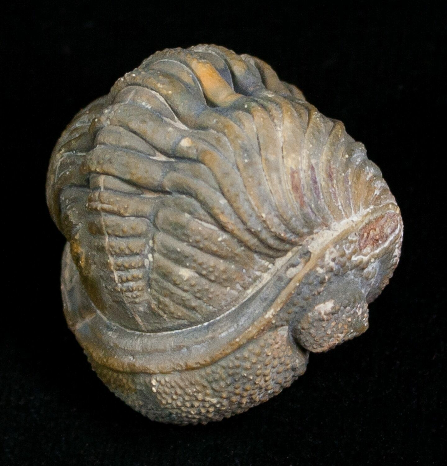 fossil 5085