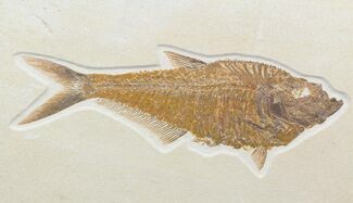 Beautiful, Diplomystus Fossil Fish - Wyoming #58769