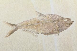 Diplomystus Fossil Fish - Wyoming #58771