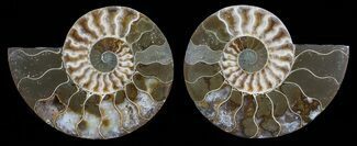 Unique, Polished Ammonite Pair - Agatized #59447