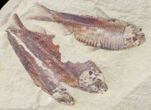 Three Fossil Fish (Gosiutichthys) On Large Slab - Lake Gosiute #59725