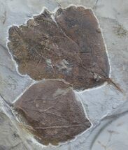 Two Fossil Leaves (Ampelopsis & Zizyphoides) - Montana #59780
