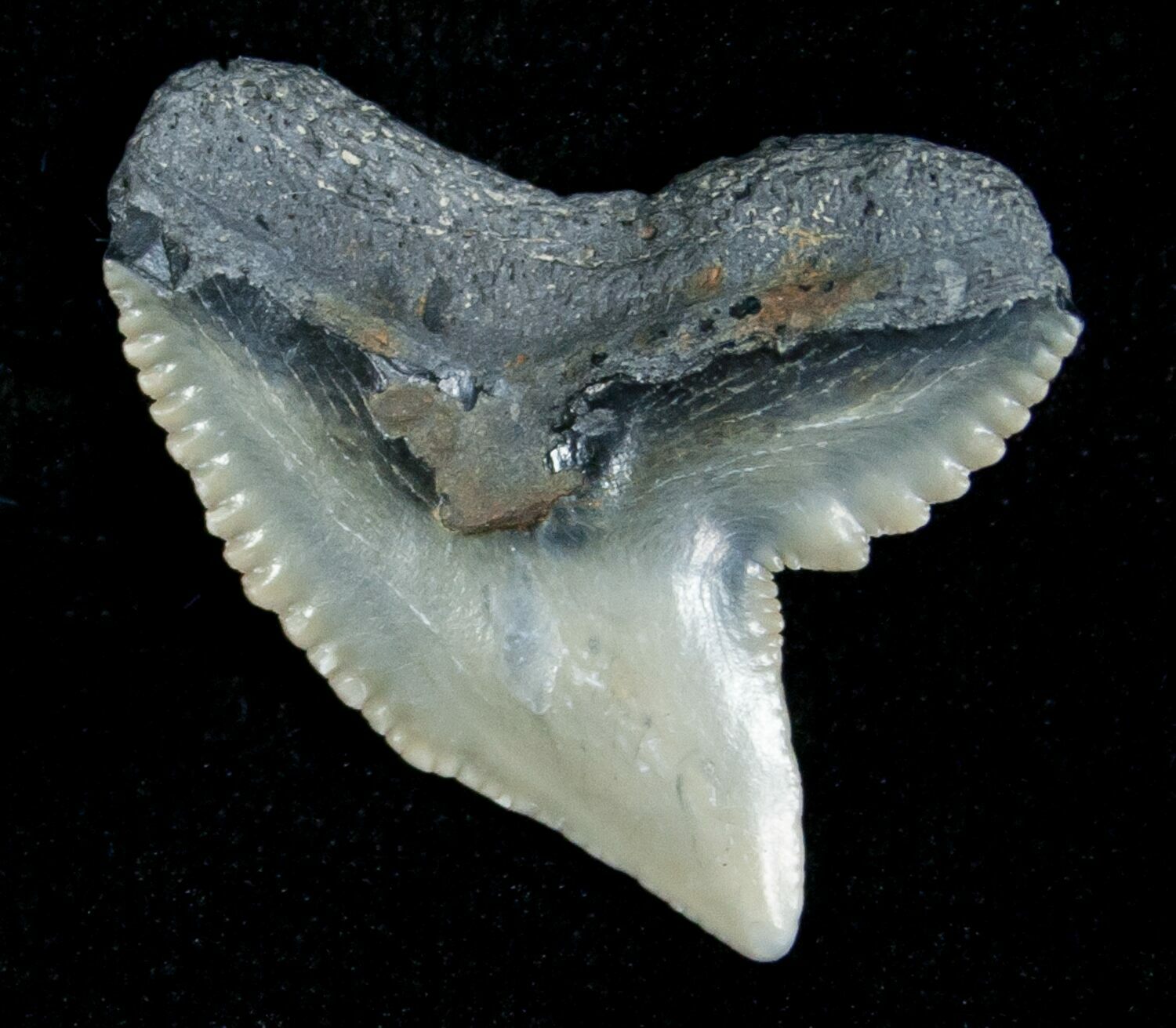 Blueish Fossil Galeocerdo Tooth (Tiger Shark) (#5157) For Sale ...