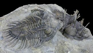 Pair of Spiny Comura Trilobites - Top Quality Preparation #60014