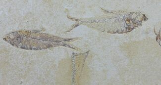 Multiple Fossil Fish - Wyoming #60160
