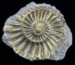 Pyritized Pleuroceras Ammonite (Negative) - Germany #60281