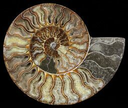 About Ammonites - FossilEra.com