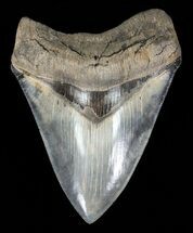 Serrated, Megalodon Tooth - Gorgeous Blade #60487