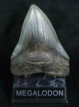 Nicely Shaped Megalodon Tooth #5192