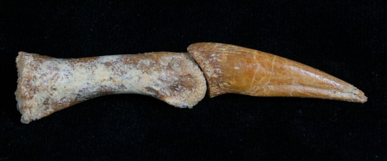 Raptor Claw and Toe Bone - Great Preservation (#5172) For Sale