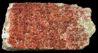 Wide Plate Of Ruby Red Vanadinite Crystals - Special Price #61096