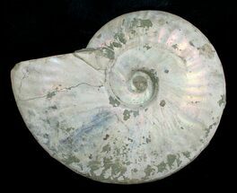 6.4 Inch Silver Iridescent Ammonite - Madagascar For Sale, #5210
