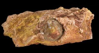Spinosaurus Tooth With Jaw Section #61490