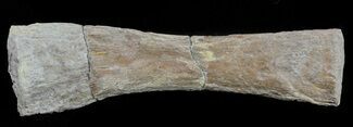 Mosasaur (Platecarpus) Paddle Digit - Kansas #61470