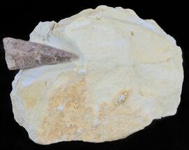 Mosasaur (Platecarpus) Tooth in Chalk - Kansas #61479