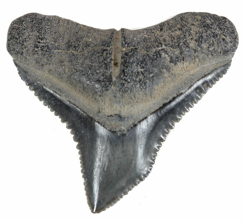 Bull Shark Teeth 115 Bull Shark Teeth Stock Photos High Res Pictures 