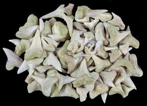 + Fossil Shark Teeth - Bakersfield, California #61747