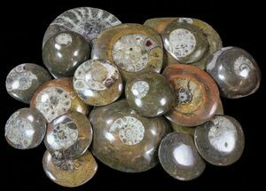 to Goniatite Fossil Buttons (Wholesale Flat) - ~ Pieces #62057