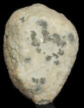 1.6" Cystoid (Holocystites) Fossil - Indiana - Fossil #62016