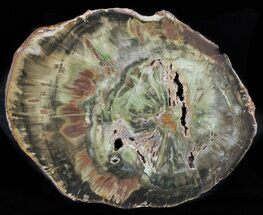 Woodworthia Petrified Wood Slab - Zimbabwe #62054