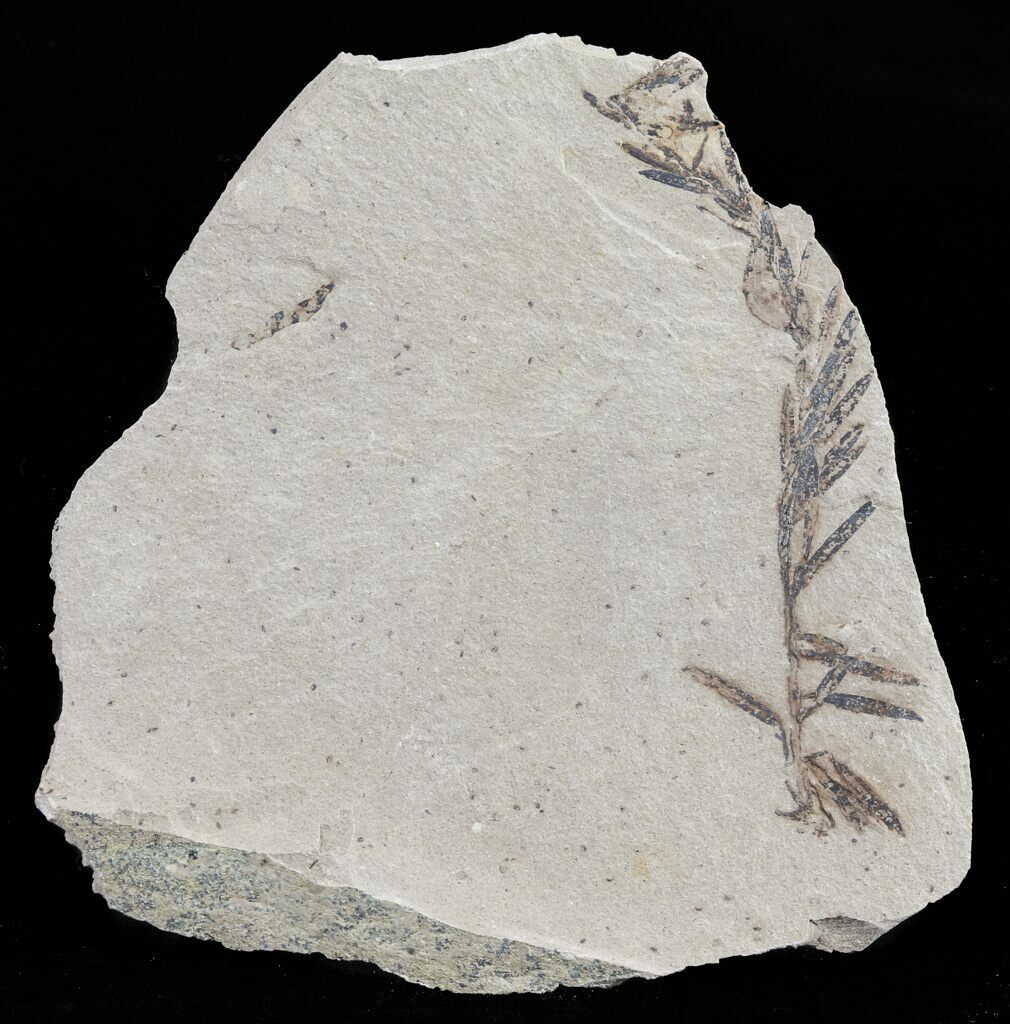Metasequoia Dawn Redwood Fossil
