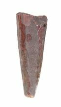 Triassic Phytosaur Anterior Tooth/Fang - Arizona #62395