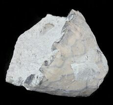 Fossil Crinoid (Eucalyptocrinus) Crown - Indiana #61934