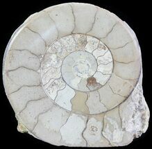 Displayable Cut and Polished Lower Jurassic Ammonite - England #62568