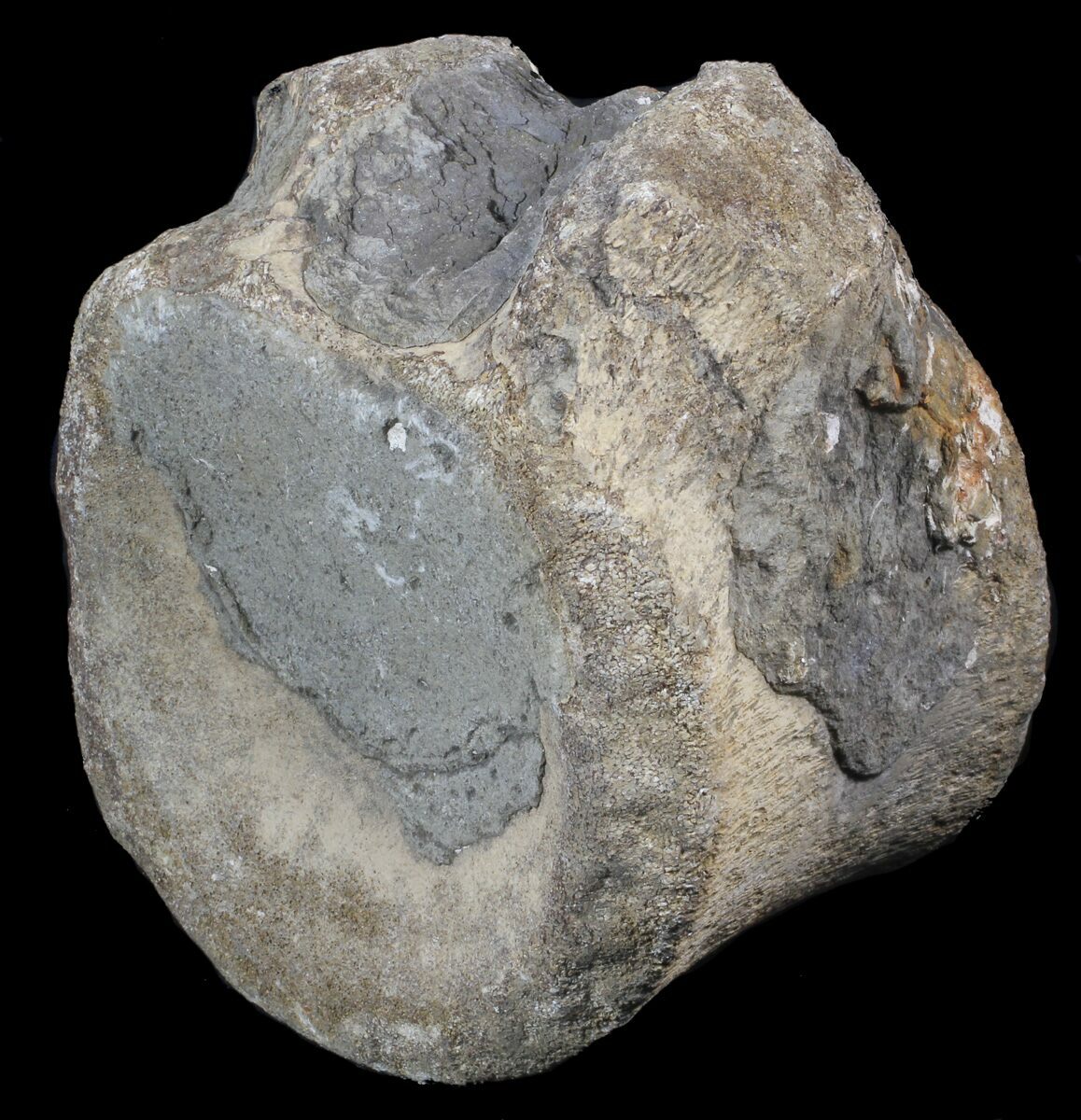 Rare, British Cetiosaur (Sauropod Dinosaur) Vertebrae 4" wide (62654