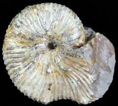 Hoploscaphites Nodosus Ammonite - South Dakota #62597