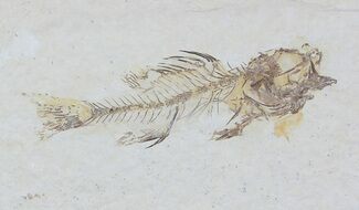 Rare, Amphiplaga Fossil Fish (Pos/Neg) - Wyoming #62851
