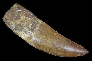 Carcharodontosaurus Tooth - Monster Tooth! #62891