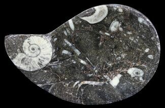 Teardrop Fossil Goniatite Dish - Stoneware #62435