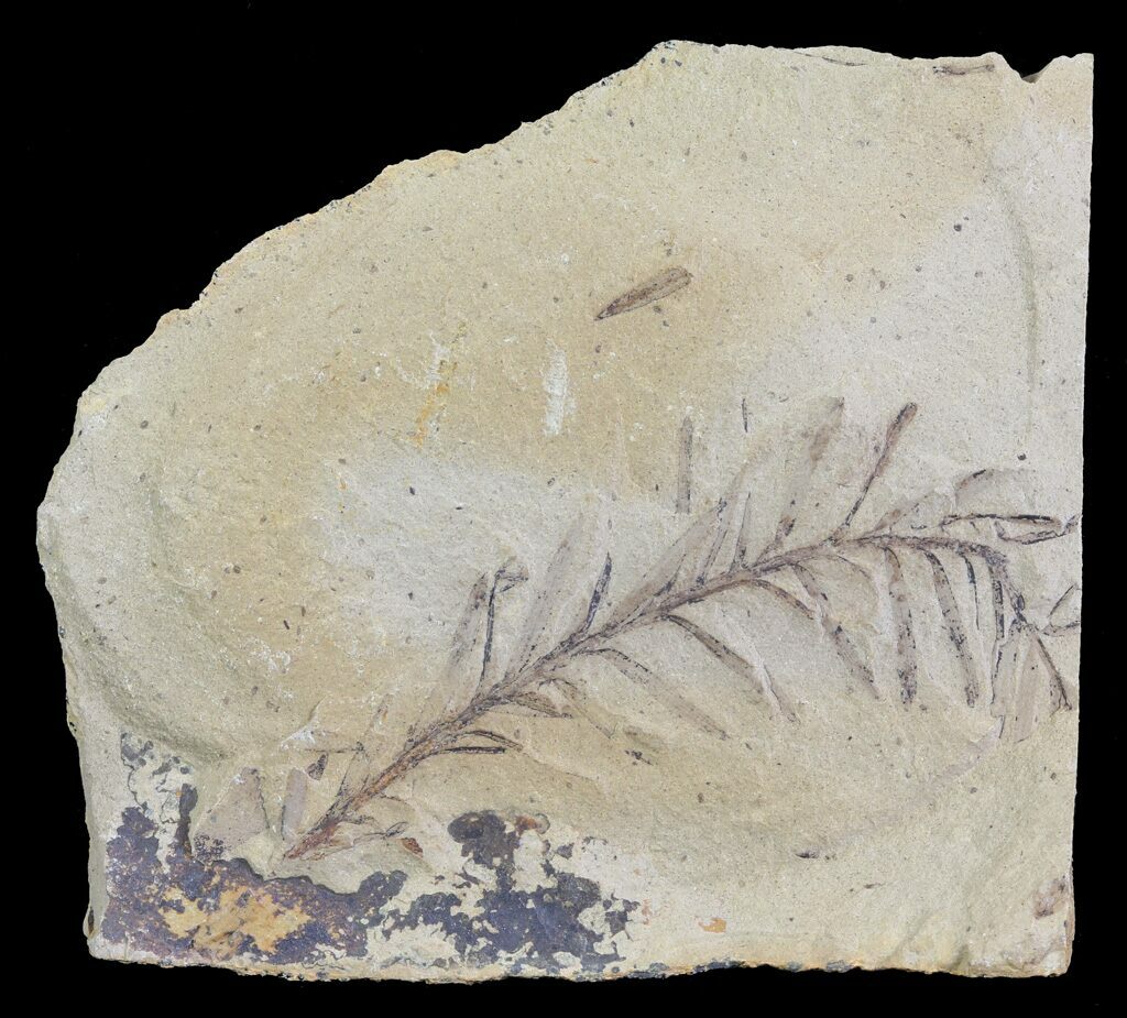 genus metasequoia fossil genus metasequoia fossil