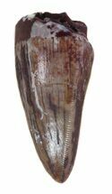 Partial, Serrated Phytosaur (Redondasaurus) Tooth - Arizona #62415