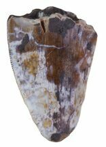 Partial, Phytosaur (Redondasaurus) Tooth - Arizona #62446