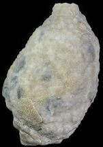 1.4" Cystoid (Holocystites) Fossil - Indiana - Fossil #61984