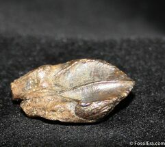 Relatively Unworn Triceratops Tooth Inches Long #745