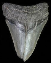 Fossil Sperm Whale Tooth - 4.9 Inches (Miocene) For Sale (#3699 ...