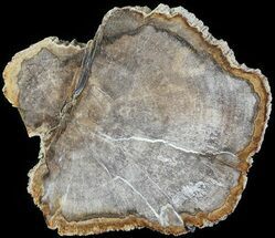 Dicot Petrified Wood Slice - Texas #63474