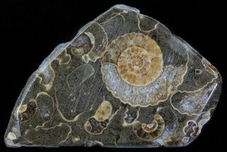 Cut Ammonite Fossil Slab - Marston Magna Marble #63813
