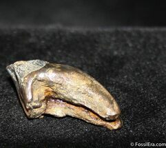 Real Triceratops Dinosaur Tooth #756