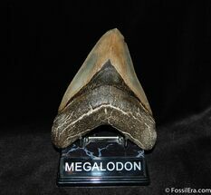 HUGE Megalodon Tooth - Just Shy of Inches #73