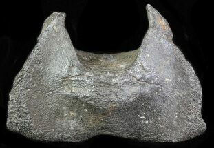 Fossil Whale Cervical Vertebrae - South Carolina #62081