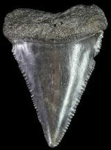 Serrated, Fossil Great White Shark Tooth - Georgia #63974